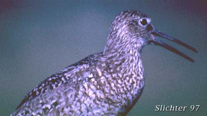 Willet: Catoptrophorus semipalmatus