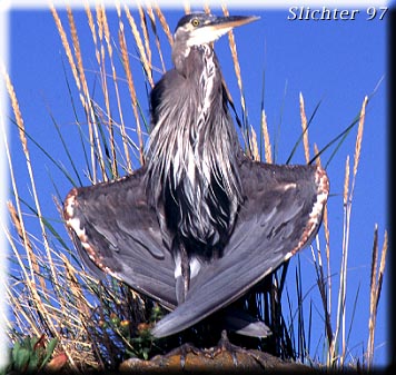 Great Blue Heron: Ardea herodias