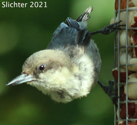 Pygmy Nuthatch: Sitta pygmaea