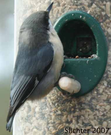 Pygmy Nuthatch: Sitta pygmaea