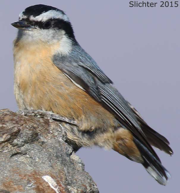 Red-breasted Nuthatch: Sitta canadensis
