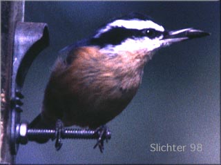 Red-breasted Nuthatch: Sitta canadensis