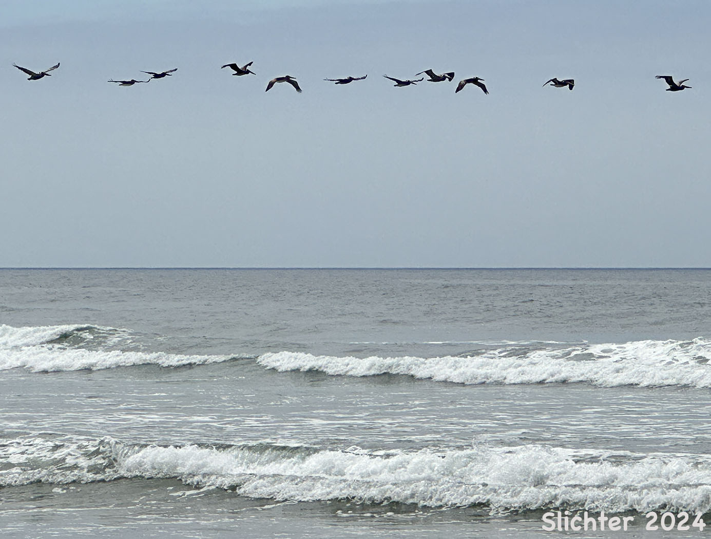 Brown Pelican: Pelecanus occidentalis