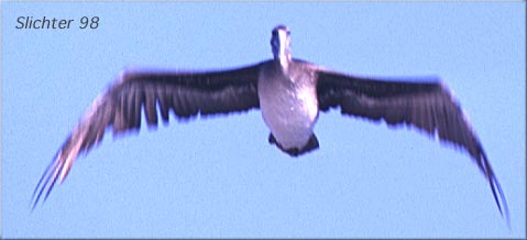 Brown Pelican: Pelecanus occidentalis