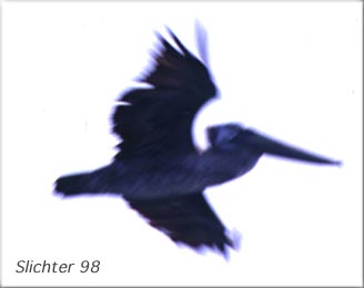Brown Pelican: Pelecanus occidentalis