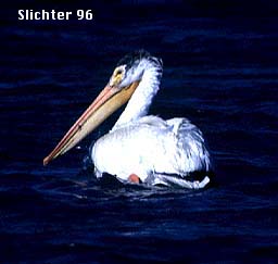 Female White Pelican: Pelecanus erythrorhynchus
