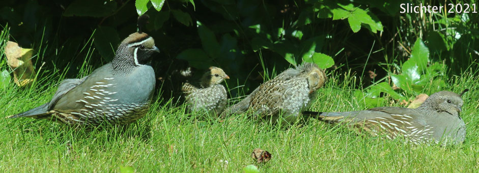 Flock of California Quail: Callipepla californica