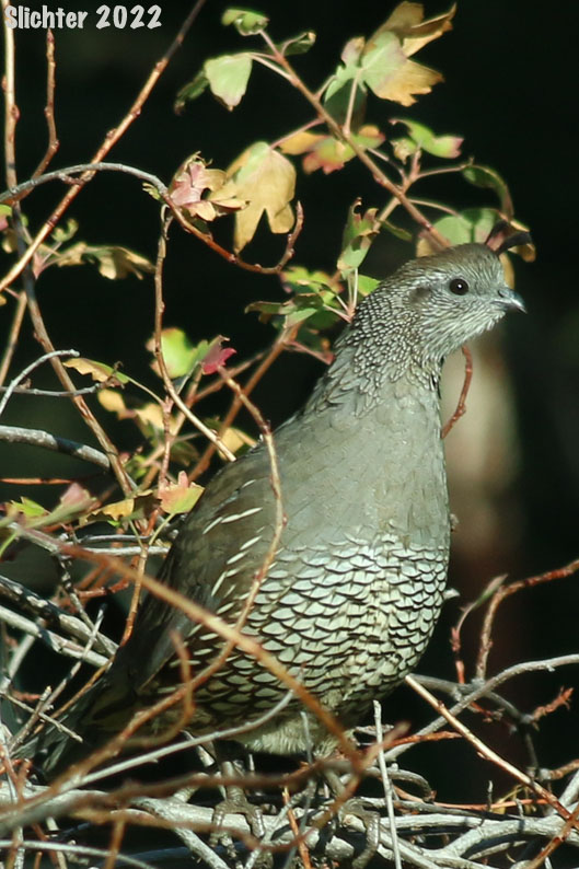 Hen California Quail: Callipepla californica