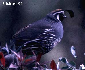 Male California Quail: Callipepla californica