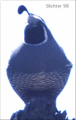 California Quail: Callipepla californica