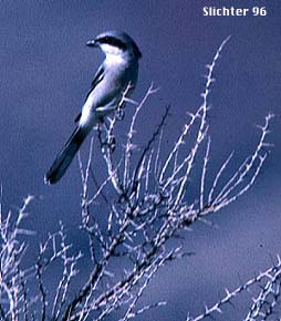 Loggerhead Shrike: Lanius ludovicianus