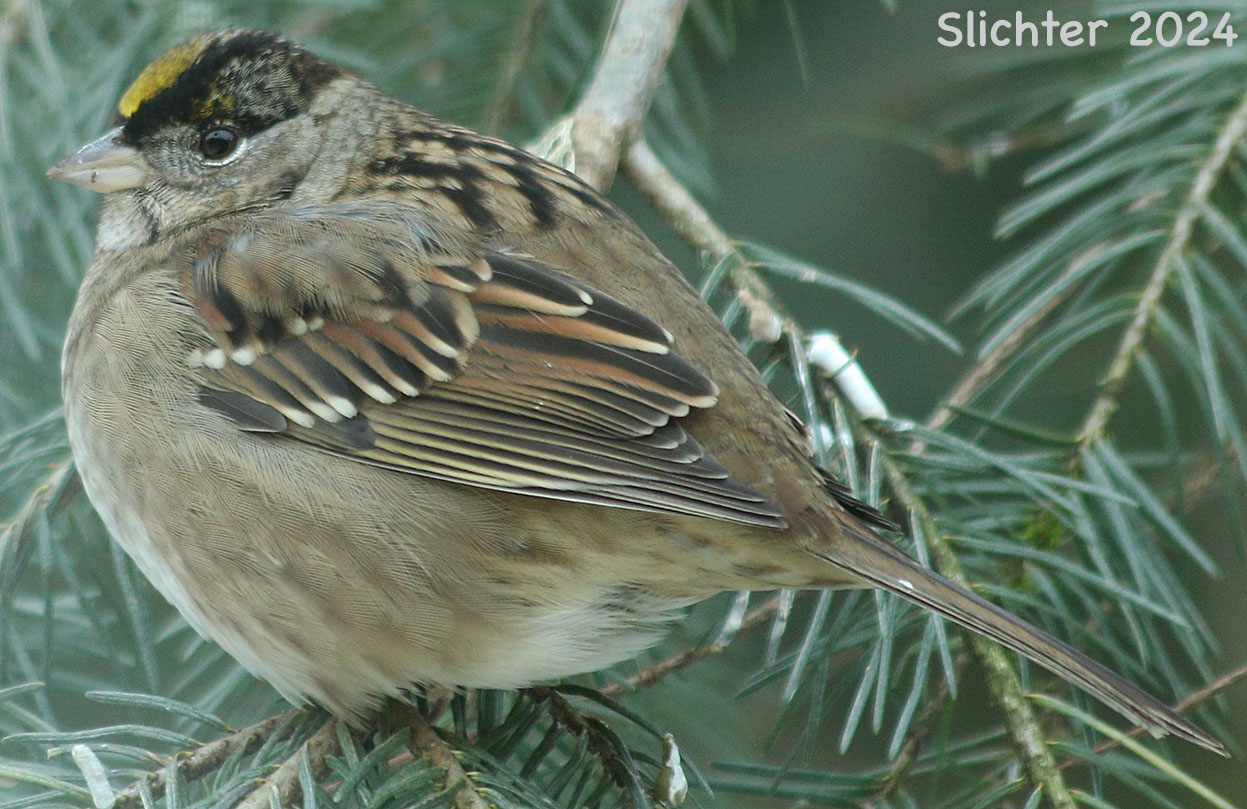 Golden-crowned Sparrow: Zonotrichia atricapilla