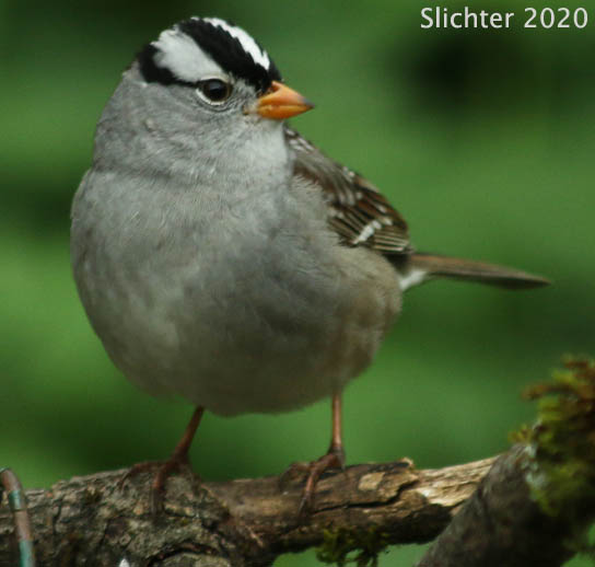 White-crowned Sparrow: Zonotrichia albicollis