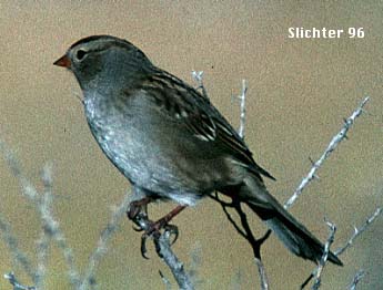 White-crowned Sparrow: Zonotrichia albicollis