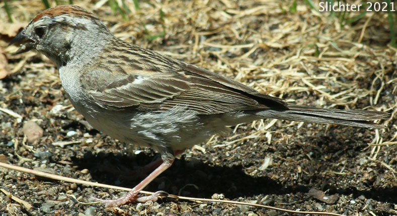 Chipping Sparrow: Spizella passerina