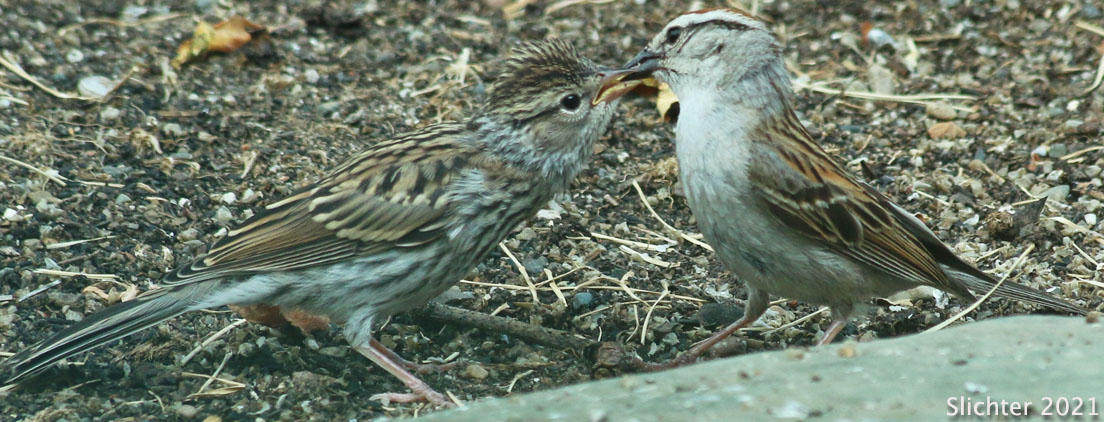 Chipping Sparrow: Spizella passerina