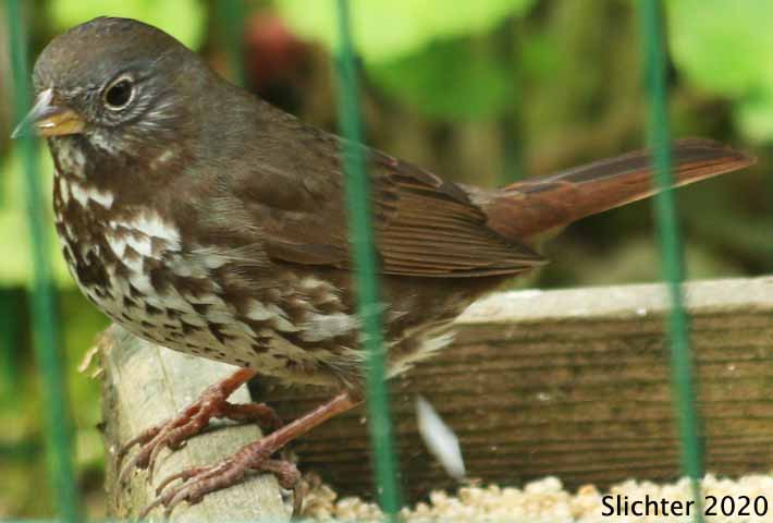 Fox Sparrow: Passerella iliaca