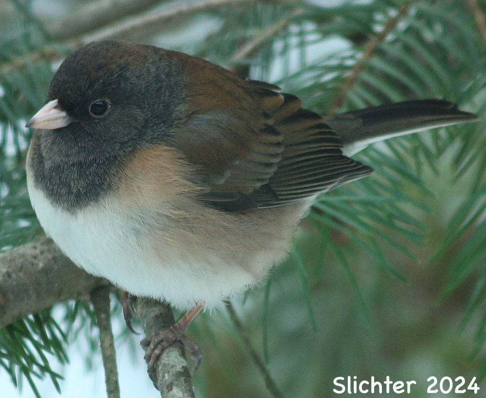 Dark-eyed Junco: Junco hyemalis