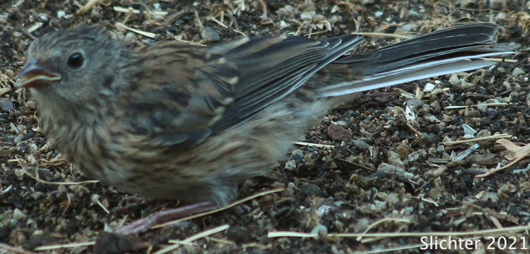 Juvenile Dark-eyed Junco: Junco hyemalis
