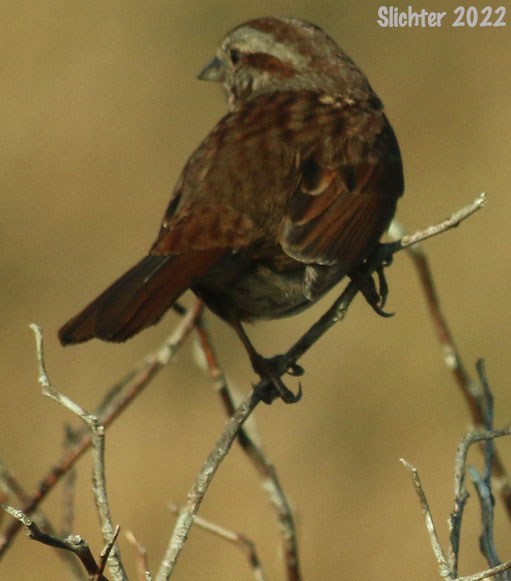 Song Sparrow: Melospiza melodia