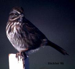 Song Sparrow: Melospiza melodia
