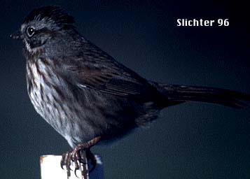 Song Sparrow: Melospiza melodia