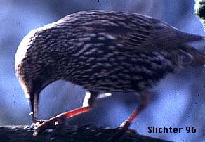 Starling: Sturnis vulgaris