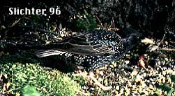 Starling: Sturnis vulgaris