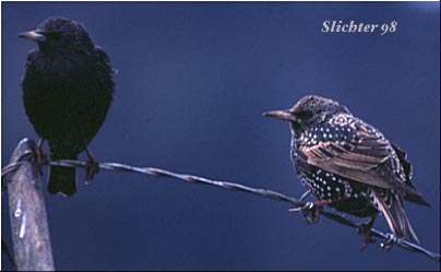 Starling: Sturnis vulgaris