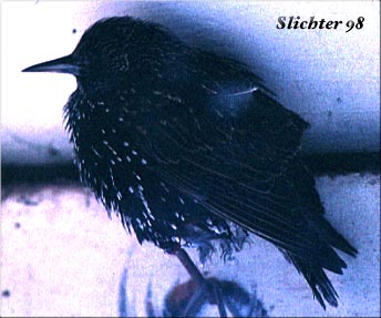 Starling: Sturnis vulgaris
