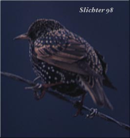 Starling: Sturnis vulgaris