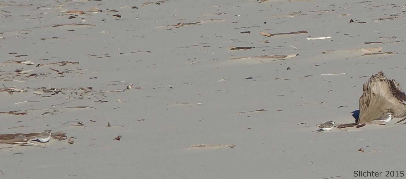 Snowy Plover: Charadrius alexandrinus
