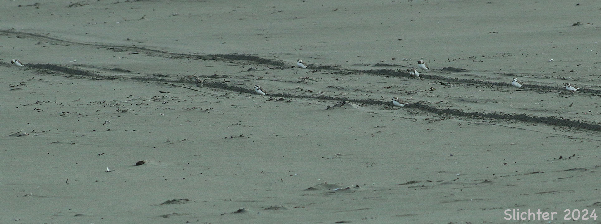 Snowy Plover: Charadrius alexandrinus