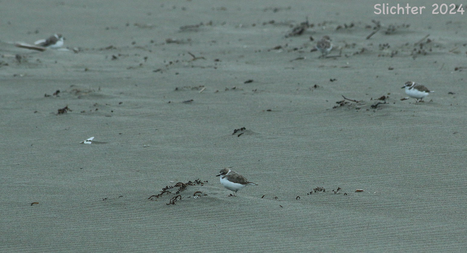Snowy Plover: Charadrius alexandrinus