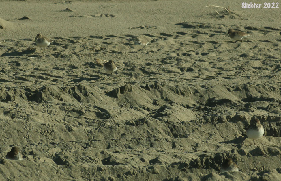 A dunlin and Snowy Plover: Charadrius alexandrinus
