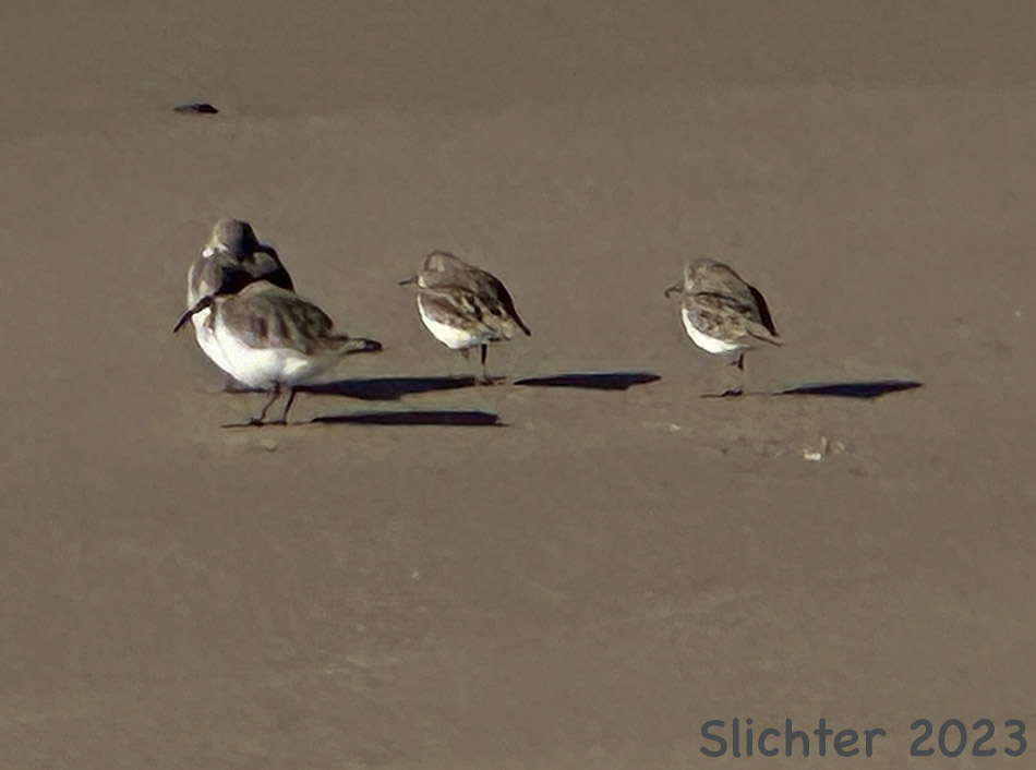 Dunlin: Calidris alpina