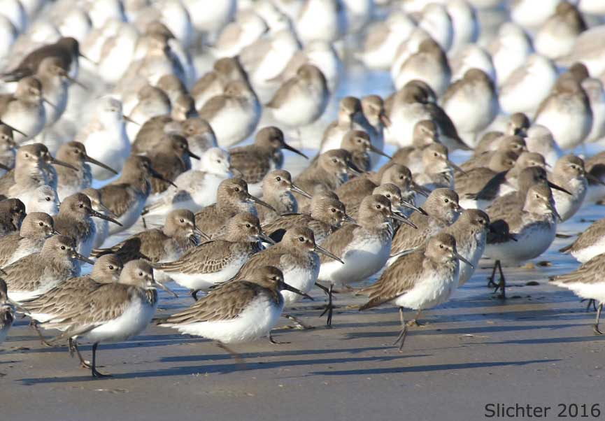 Dunlin: Calidris alpina