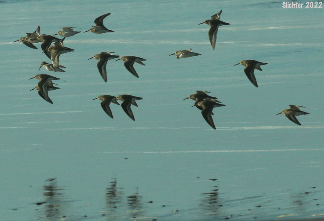 Dunlin: Calidris alpina