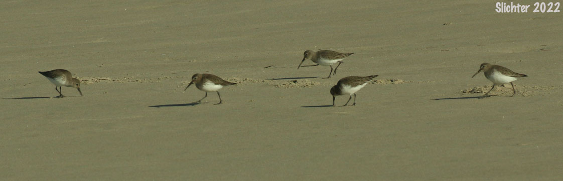 Dunlin: Calidris alpina