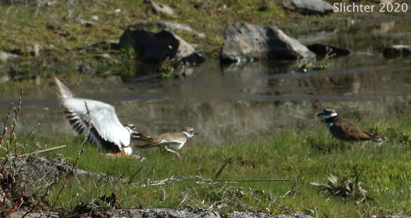 Killdeer: Charadrius vociferus