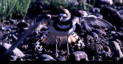 Killdeer: Charadrius vociferus