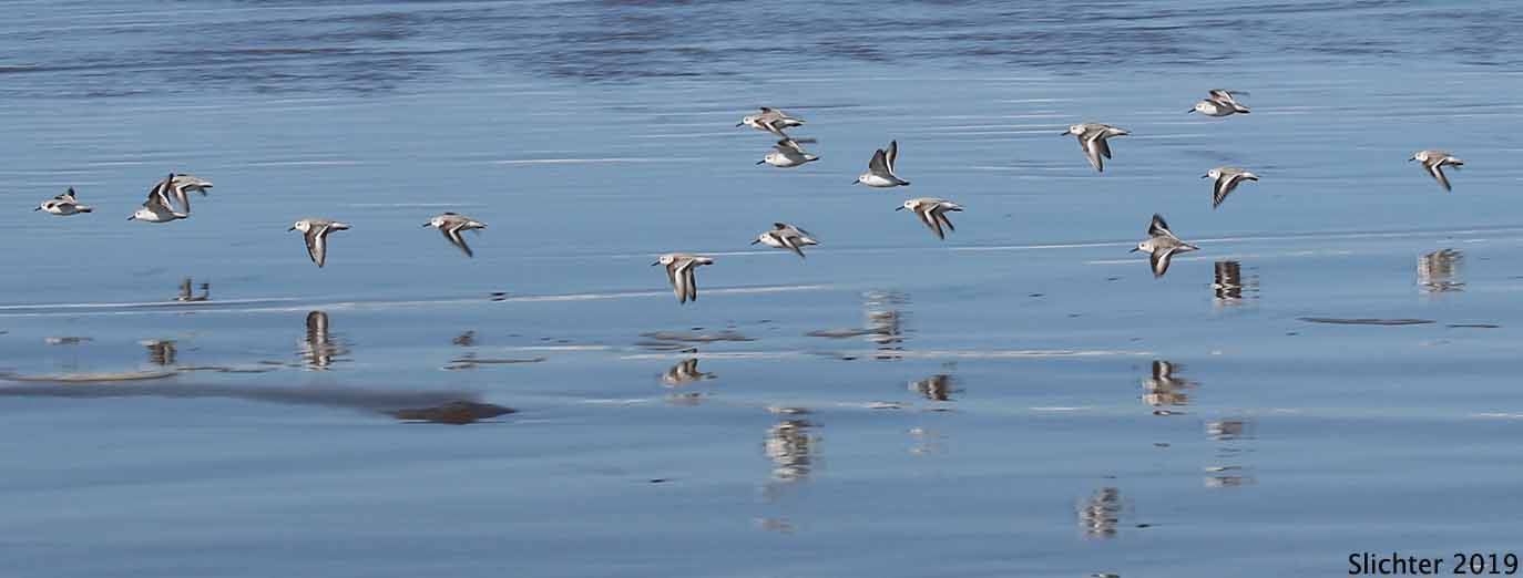 Sanderling: Calidris alba