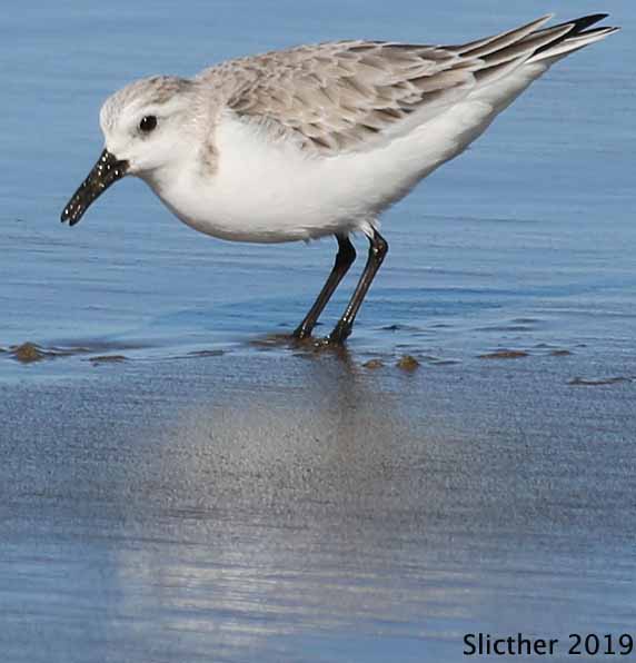 Sanderling: Calidris alba