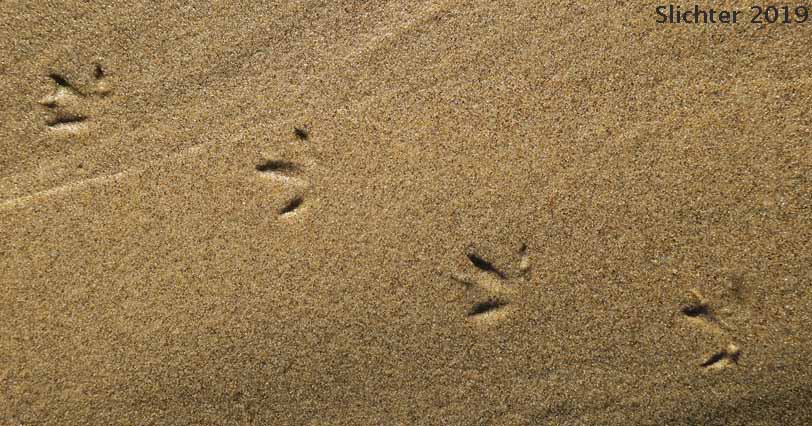 Tracks of Sanderling: Calidris alba