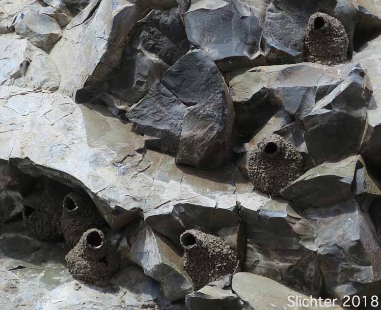 Nests of Cliff Swallow: Petrochelidon pyrrhonota