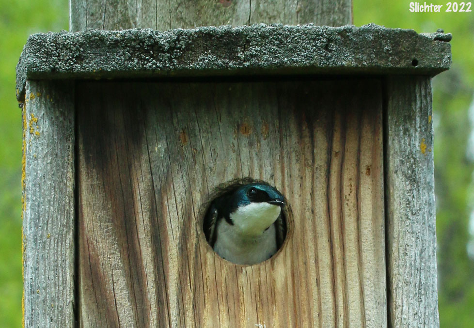 Tree Swallow: Tachycineta bicolor