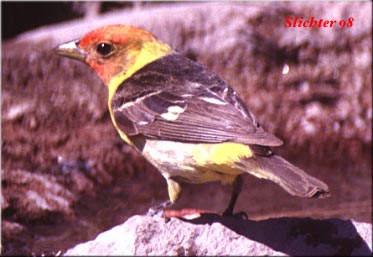 Male Western Tanager:Piranga ludoviciana