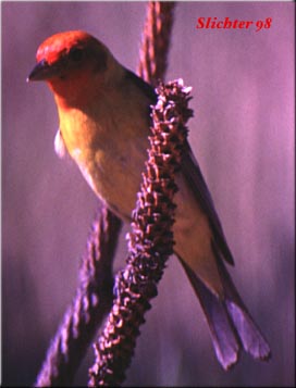 Male Western Tanager: Piranga ludoviciana