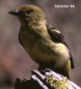 Female Western Tanager: Piranga ludoviciana