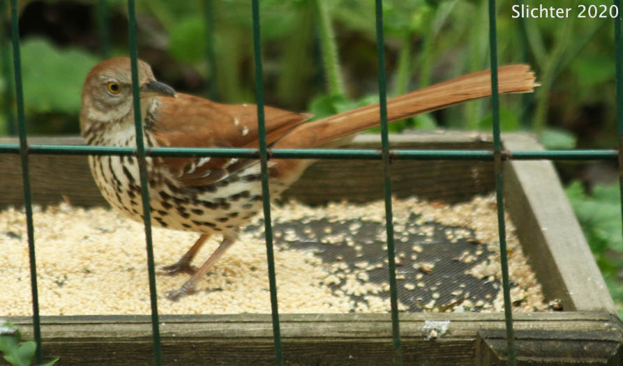 Brown Thrasher: Toxostoma rufum